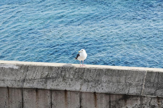 Seagull perching on retaining wall