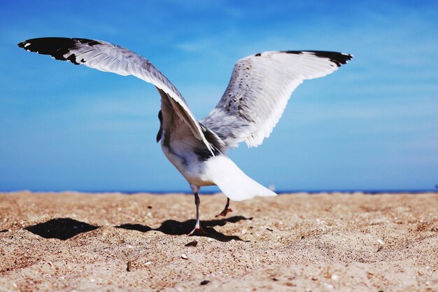 空の向こうの岩の上に座っているカモメ