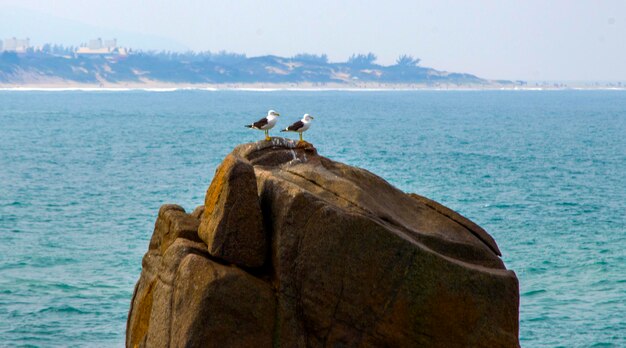 Seagull perching on rock by sea against sky