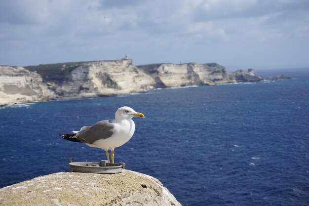 Foto un gabbiano appoggiato su una roccia vicino al mare