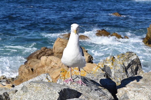 Foto un gabbiano appoggiato su una roccia vicino al mare