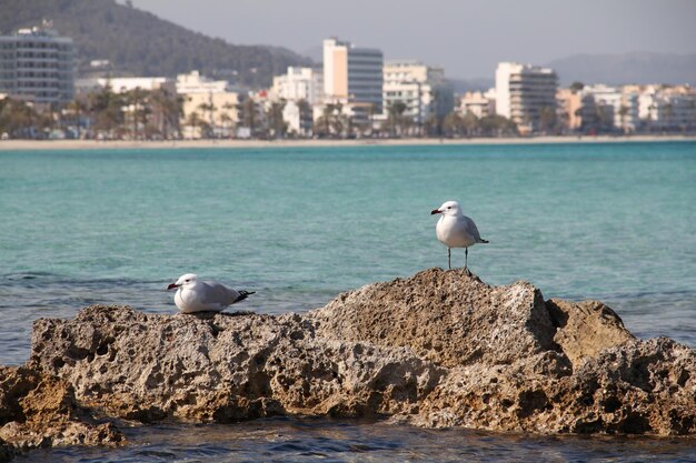 Foto un gabbiano appoggiato su una roccia vicino al mare