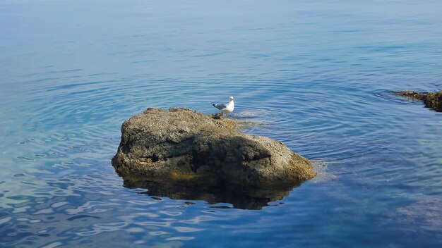 Photo seagull perching on rock in lake