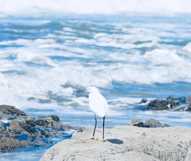 Photo seagull perching on rock in sea