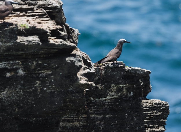 Photo seagull perching on rock