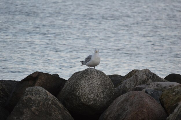 Photo seagull perching on rock