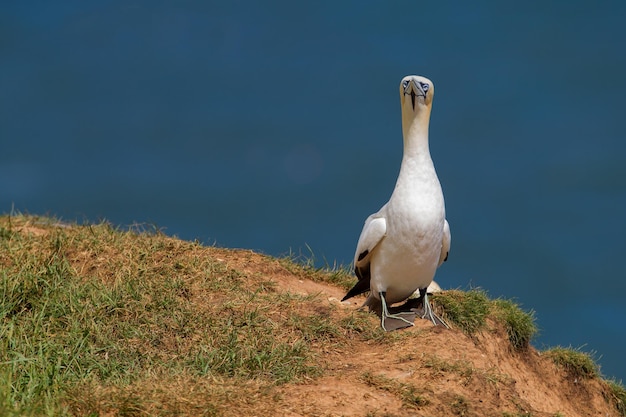 Photo seagull perching on a rock