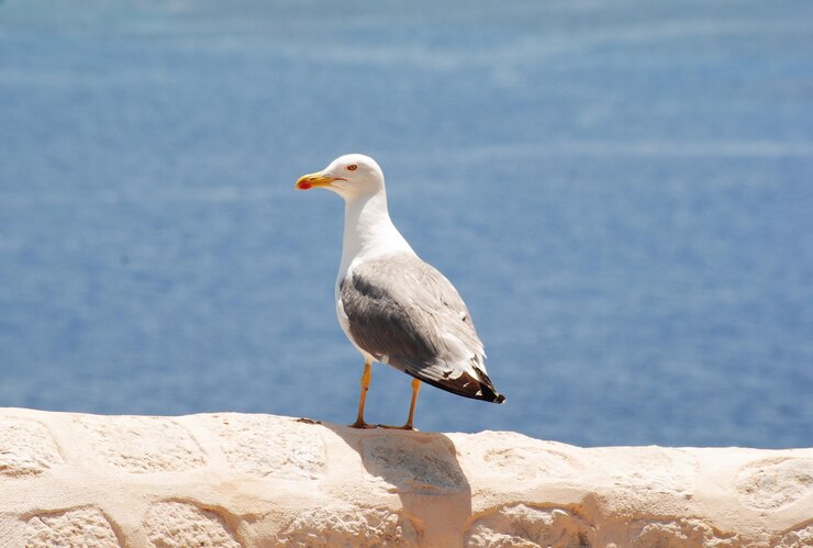 Photo seagull perching on a rock