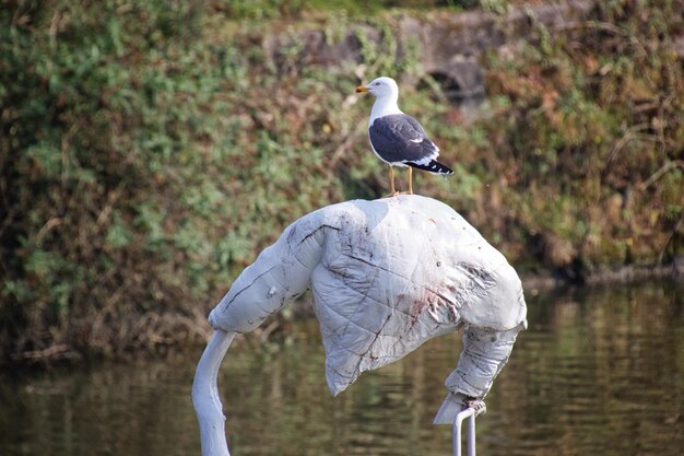 Seagull perching on a rock