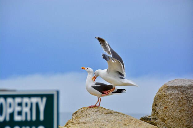 Photo seagull perching on rock