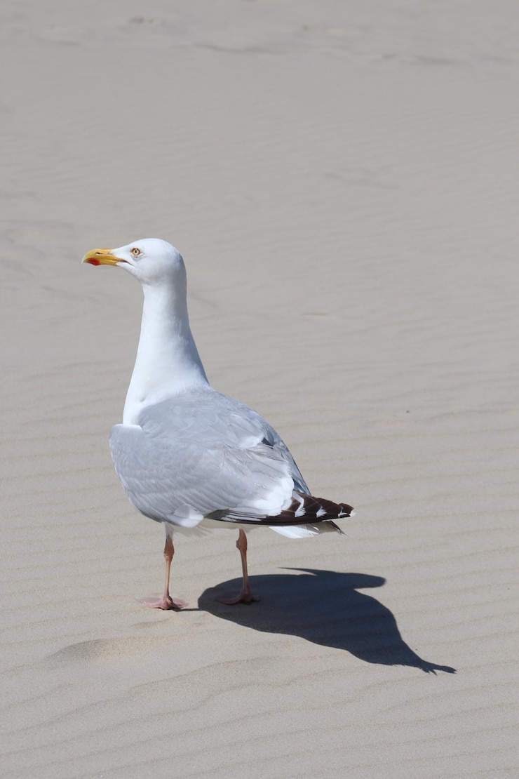 Photo seagull perching on sand at beach