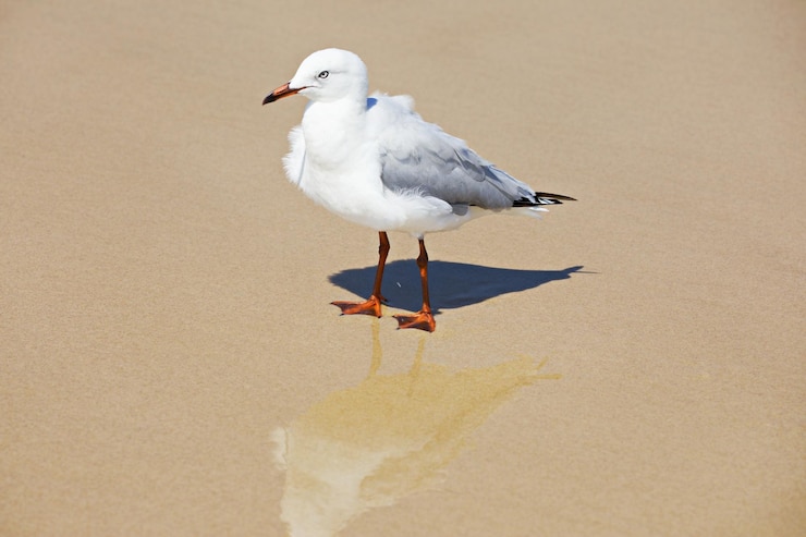 Photo seagull perching on a sand
