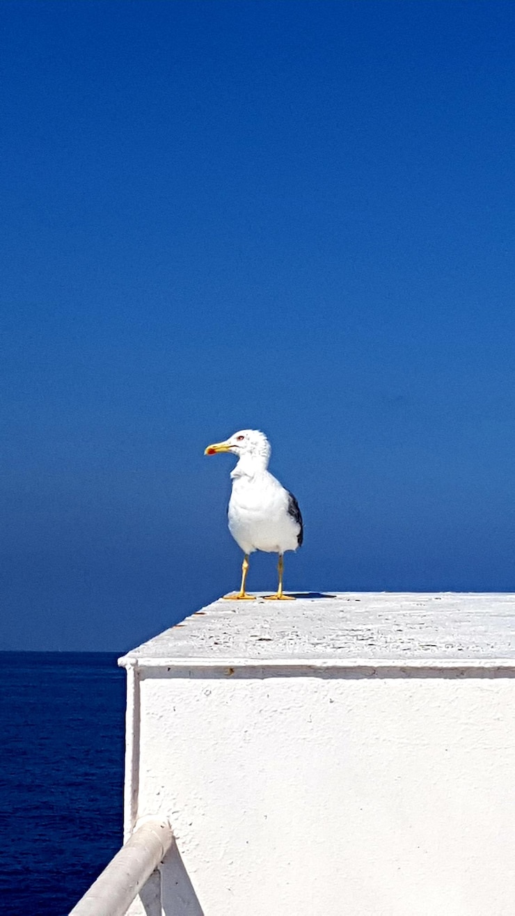 Photo seagull perching on a sea against clear sky