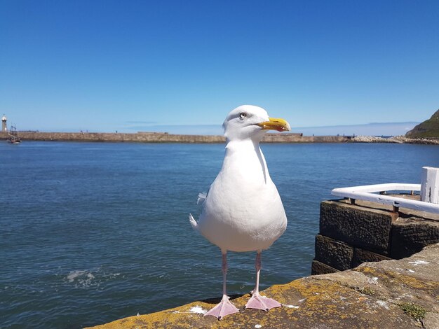 澄んだ空の前で海に座っているカモメ