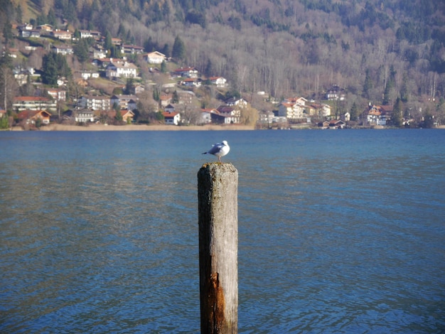 Photo seagull perching on sea shore