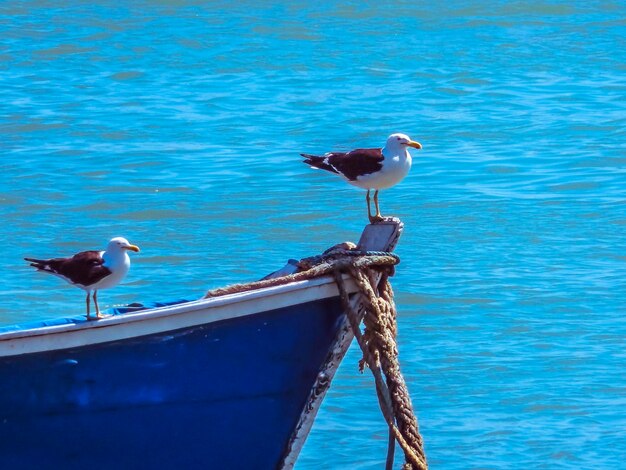 Seagull perching on sea shore