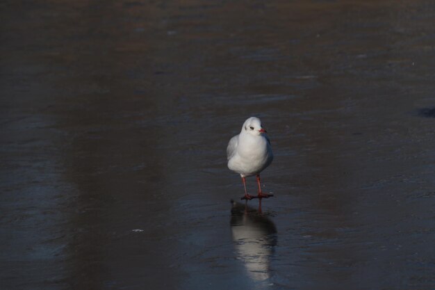 Seagull perching on a sea