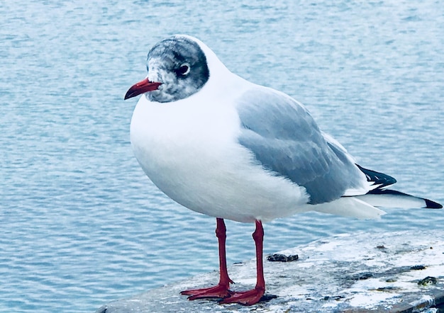 Foto un gabbiano appoggiato sul mare