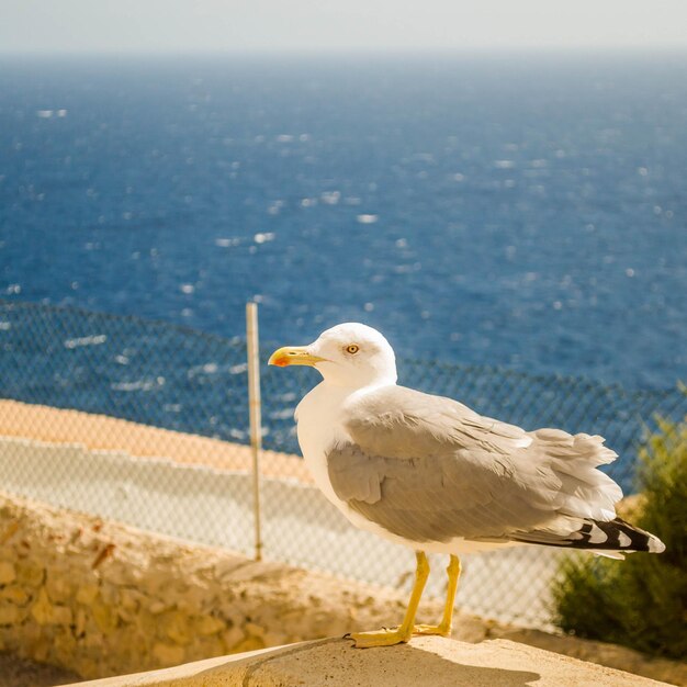 Photo seagull perching on a sea