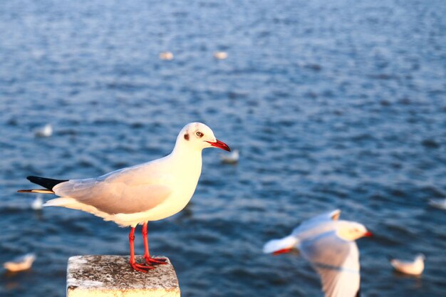 Seagull perching on a sea