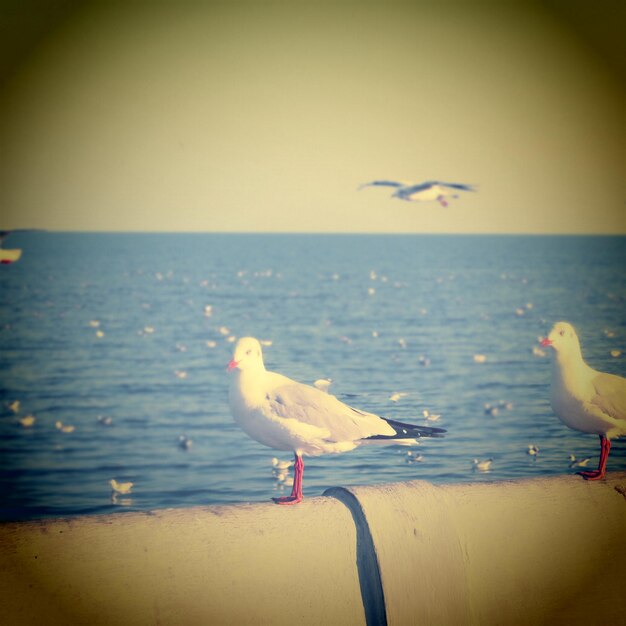 Photo seagull perching on a sea