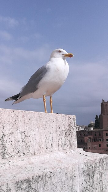 Foto un gabbiano appoggiato sulla riva contro il cielo