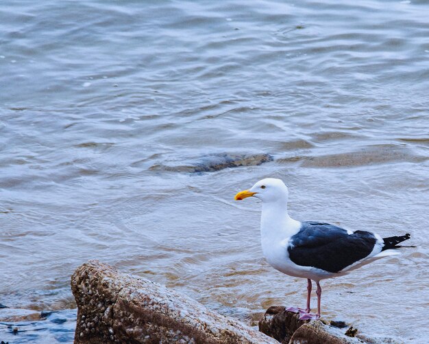 Photo seagull perching on shore