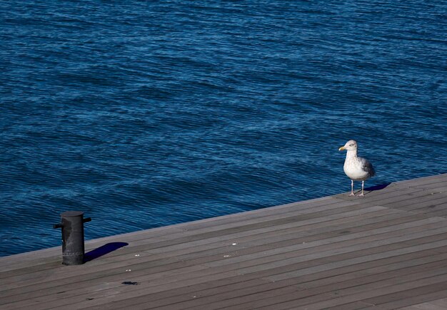 Seagull perching on shore