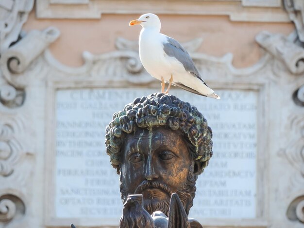 Foto un gabbiano appollaiato sulla statua