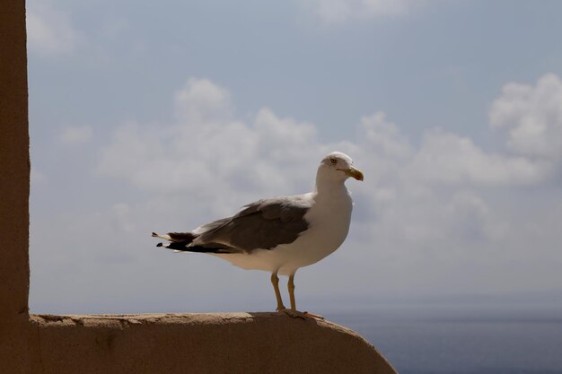 Photo seagull perching on wall against sky