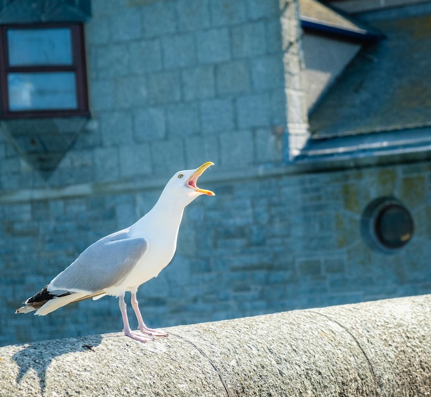 Seagull perching on wall