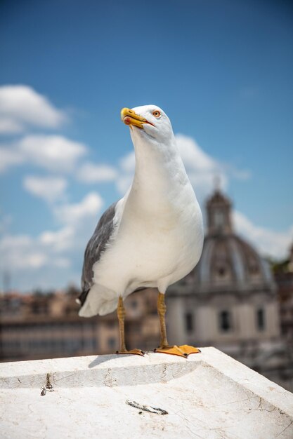 Seagull perching on a wall