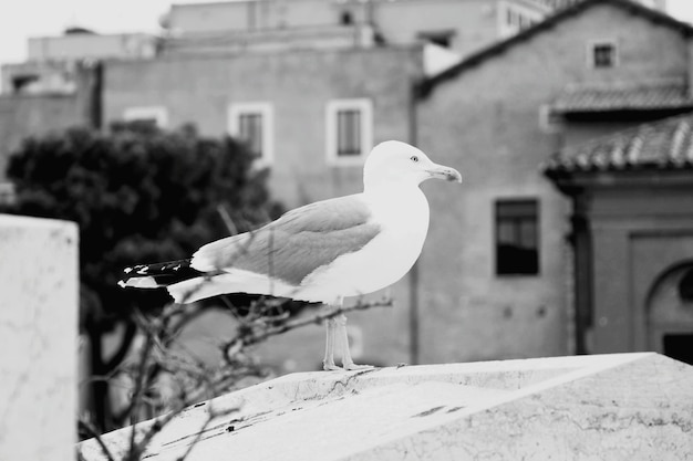 Photo seagull perching on a wall