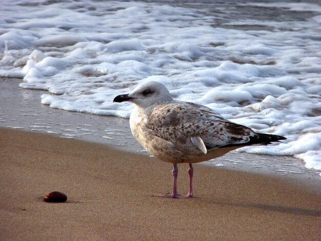 Photo seagull perching on wet sand at shore