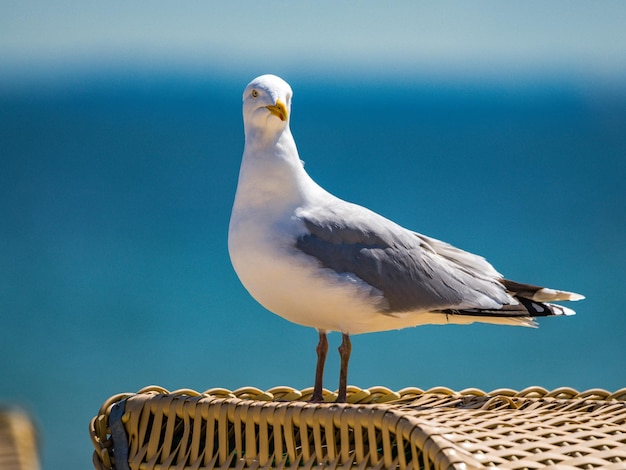 Photo seagull perching on white background