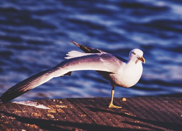 Seagull perching on a wood