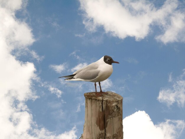 Seagull perching on wooden post against sky