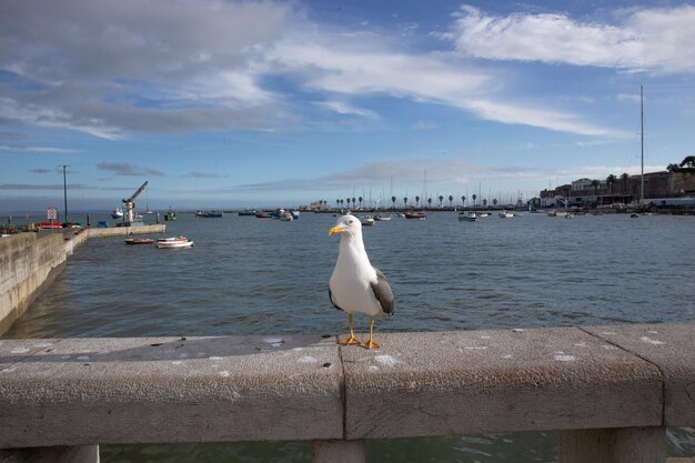 Foto un gabbiano appoggiato su un palo di legno sul mare contro il cielo