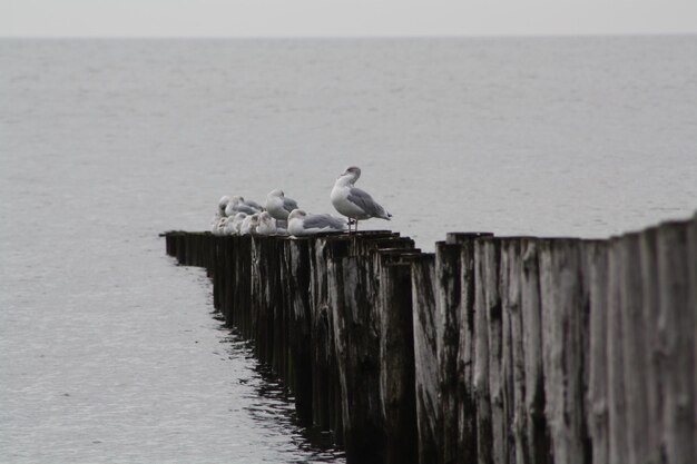 Foto un gabbiano appoggiato su un palo di legno sul mare contro il cielo