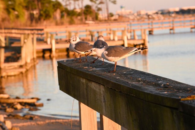 Seagull perching on wooden post in lake