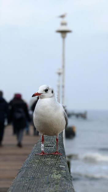 Seagull perching on wooden post