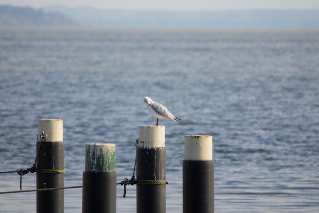 Photo seagull perching on wooden post