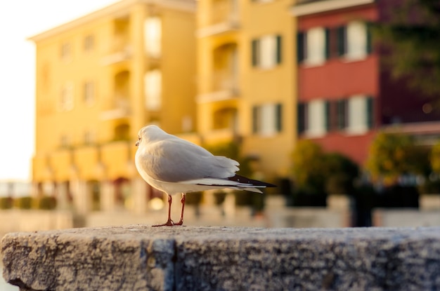 Foto un gabbiano appoggiato su un palo di legno