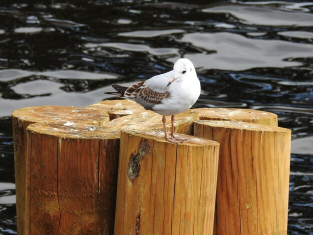 Photo seagull perching on wooden post