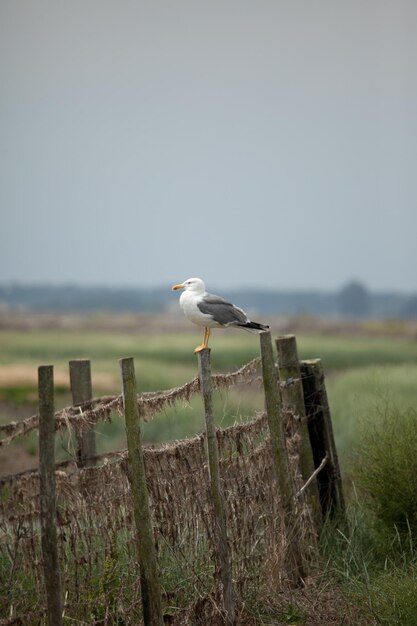 Photo seagull perching on wooden post