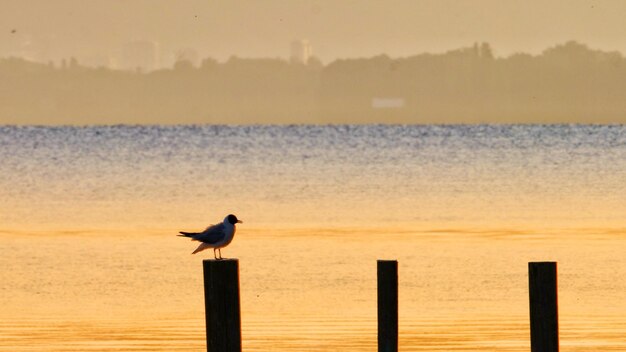 Photo seagull perching on wooden post