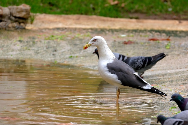 湖のカモメと