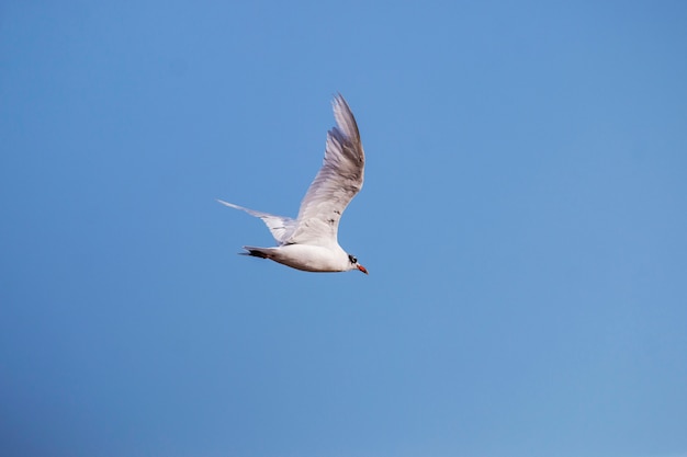 Seagull in plain flight