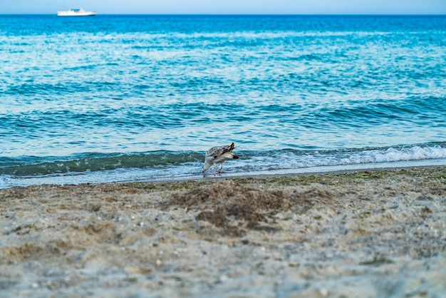 Seagull portrait against sea shore Bird on a sandy beach is looking for food