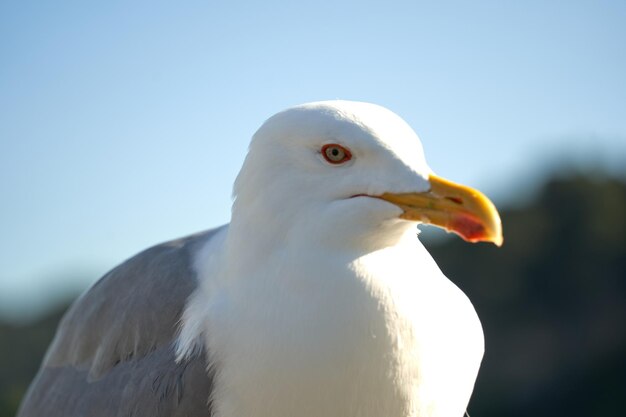 写真 海岸に対するカモメの肖像画。ビーチで座っている白い鳥カモメのクローズ アップ表示